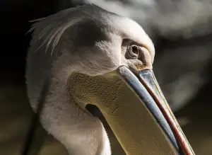 Letenky Pelikan